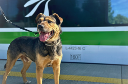 Pies stojący przed pojazdem FLIRT ER160 na stacji Celestynów 